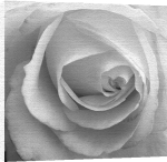 Perry King art print - Rose poster