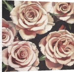 Hellman art print - Rose Surprise (Apricot) poster