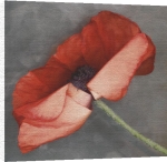 Erin Clark art print - Rouge poster