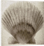 Mandolfo art print - Scallop Shell poster