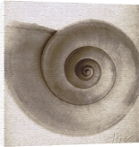 Mandolfo art print - Snail Shell poster