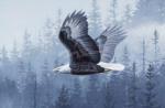 Todd Telander art print