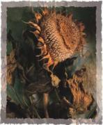 Jim Frankoski art print