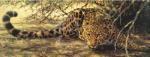 Guy Coheleach art print