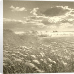 Michael Kahn art print - Swan Pond poster