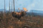 Michael Coleman art print