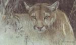 Robert Bateman art print