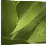 Perry King art print - Tropical Vert 1 poster