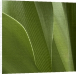 Perry King art print - Tropical Vert 2 poster