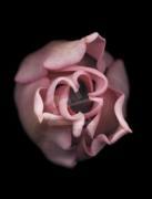 Joyce Tenneson art print
