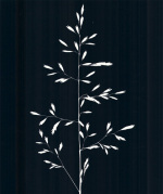Kathy Kennedy art print