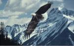 Ron Parker art print