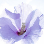 Ingrid Ulmer art print