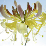 Ingrid Ulmer art print