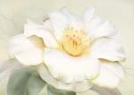 Annemarie Peter-Jaumann art print