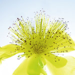 Ingrid Ulmer art print