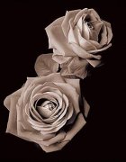 Bill Philip art print