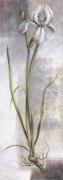 Vivien White art print