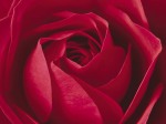 Anonymous art print