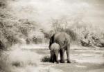 Lorne Resnick art print