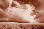 Bill Philip art print