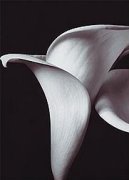 Bill Philip art print