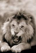 Lorne Resnick art print