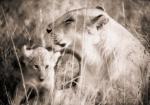 Lorne Resnick art print