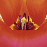 Ingrid Ulmer art print