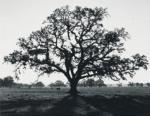 Ansel Adams art print