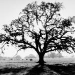 Ansel Adams art print