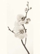 Jane Ann Butler art print
