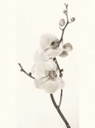Jane Ann Butler art print