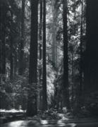 Ansel Adams art print