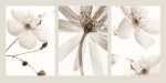 Jane Carroll art print