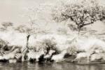 Lorne Resnick art print