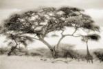 Lorne Resnick art print