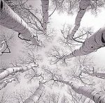 Adam Brock art print