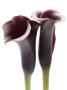 Zantedeschia art print