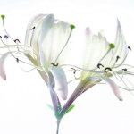 Ingrid Ulmer art print