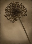Heather Jacks art print