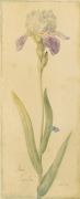 Danhui Nai art print