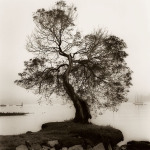 Alan Blaustein art print