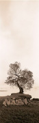 Alan Blaustein art print