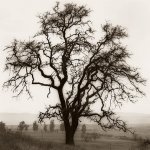 Alan Blaustein art print
