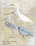 David Sibley art print