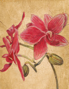 Liz Jardine art print