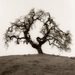 Alan Blaustein art print