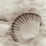 Alan Blaustein art print