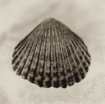 Alan Blaustein art print